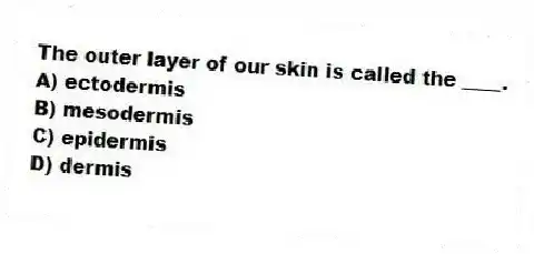 The outer layer of our skin is called the ____.
A) ectodermis
B) mesodermis
C) epidermis
D) dermis