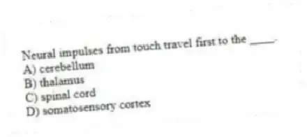 Neural impulses from touch travel first to the ____.
A) cerebellum
B) thalamus
C) spinal cord
D) somatosensory cortex