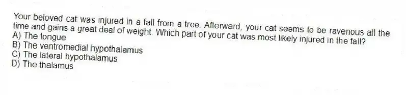 Your beloved cat was injured in a fall from a tree. Afterward, your cat seems to be ravenous all the time and gains a great deal of weight. Which part of your cat was most likely injured in the fall?
A) The tongue
B) The ventromedial hypothalamus
C) The lateral hypothalamus
D) The thalamus