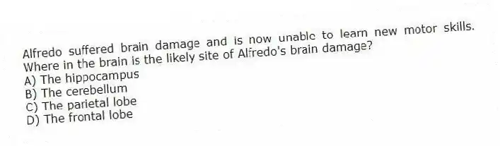 Alfredo suffered brain damage and is now unable to learn new motor skills. Where in the brain is the likely site of Alfredo's brain damage?
A) The hippocampus
B) The cerebellum
C) The parietal lobe
D) The frontal lobe