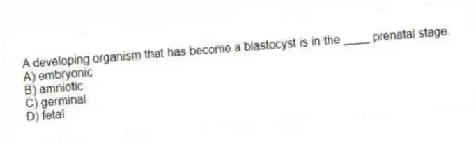 A developing organism that has become a blastocyst is in the ____ prenatal stage.
A) embryonic
B) amniotic
C) germinal
D) fetal