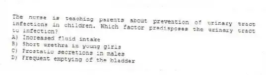 The nurse is teaching parents about prevention of urinary tract infections in children. Which factor predisposes the urinary tract to infection?
A) Increased fluid intake
B) Short urethra in young girls
C) Prostatic secretions in males
D) Frequent emptying of the bladder