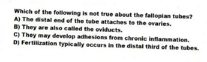 Which of the following is not true about the fallopian tubes?
A) The distal end of the tube attaches to the ovaries.
B) They are also called the oviducts.
C) They may develop adhesions from chronic inflammation.
D) Fertilization typically occurs in the distal third of the tubes.