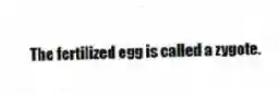 The fertilized egg is called a zygote.