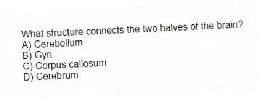 What structure connects the two halves of the brain?
A) Cerebellum
B) Gyri
C) Corpus callosum
D) Cerebrum