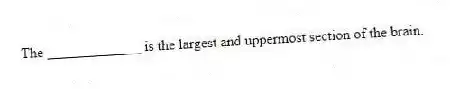 The _____________ is the largest and uppermost section of the brain.