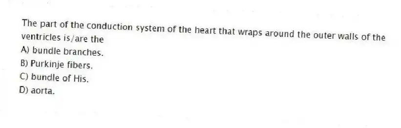 The part of the conduction system of the heart that wraps around the outer walls of the ventricles is/are the
A) bundle branches.
B) Purkinje fibers.
C) bundle of His.
D) aorta.