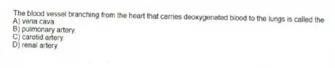 The blood vessel branching from the heart that carries deoxygenated blood to the lungs is called the
A) vena cava.
B) pulmonary artery.
C) carotid artery.
D) renal artery.