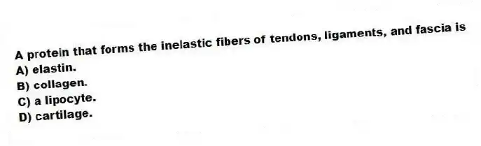 A protein that forms the inelastic fibers of tendons, ligaments, and fascia is
A) elastin.
B) collagen.
C) a lipocyte.
D) cartilage.