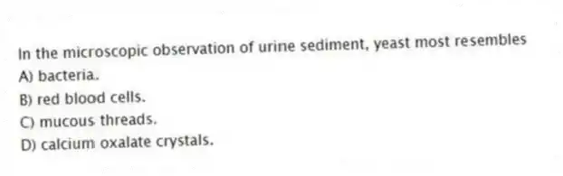 In the microscopic observation of urine sediment, yeast most resembles
A) bacteria.
B) red blood cells.
C) mucous threads.
D) calcium oxalate crystals.