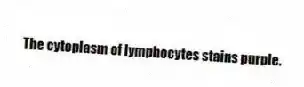 The cytoplasm of lymphocytes stains purple.