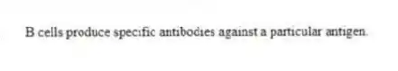 B cells produce specific antibodies against a particular antigen.
