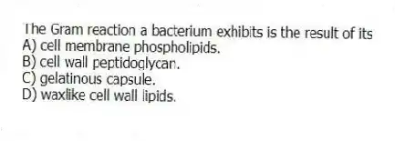 The Gram reaction a bacterium exhibits is the result of its
A) cell membrane phospholipids.
B) cell wall peptidoglycan.
C) gelatinous capsule.
D) waxlike cell wall lipids.