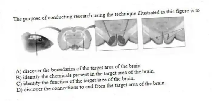 The purpose of conducting research using the technique illustrated in this figure is to
A) discover the boundaries of the target area of the brain.
B) identify the chemicals present in the target area of the brain.
C) identify the function of the target area of the brain.
D) discover the connections to and from the target area of the brain.