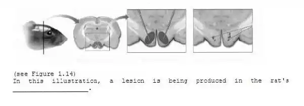 -(see Figure 1.14)
In this illustration, a lesion is being produced in the rat's ____________________.