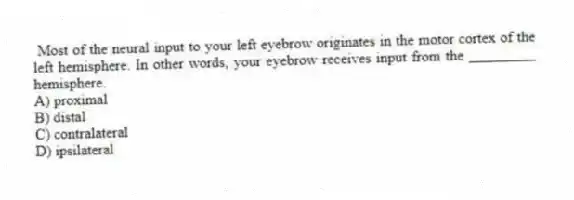 Most of the neural input to your left eyebrow originates in the motor cortex of the left hemisphere. In other words, your eyebrow receives input from the _________ hemisphere.
A) proximal
B) distal
C) contralateral
D) ipsilateral