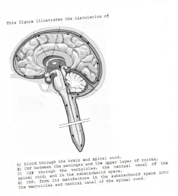 This figure illustrates the circulation of

A) blood through the brain and spinal cord. 
B) CSF between the meninges and the upper layer of cortex. 
C) CSF through the ventricles, the central canal of the spinal cord, and in the subarachnoid space. 
D) CSF, from its manufacture in the subarachnoid space into the ventricles and central canal of the spinal cord.
