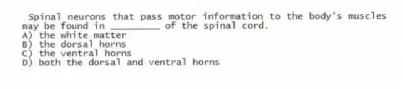 Spinal neurons that pass motor information to the body's muscles may be found in _________ of the spinal cord.
A) the white matter
B) the dorsal horns
C) the ventral horns
D) both the dorsal and ventral horns