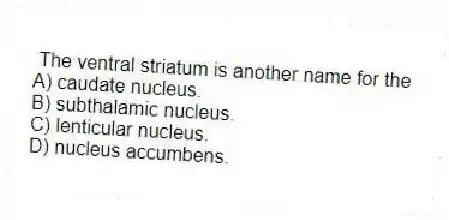 The ventral striatum is another name for the
A) caudate nucleus.
B) subthalamic nucleus.
C) lenticular nucleus.
D) nucleus accumbens.