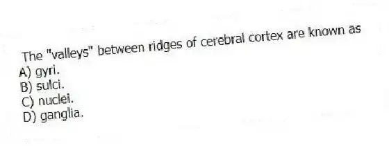 The "valleys" between ridges of cerebral cortex are known as
A) gyri.
B) sulci.
C) nuclei.
D) ganglia.