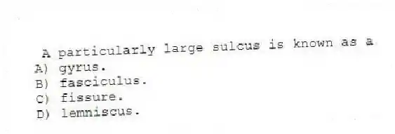  A particularly large sulcus is known as a
A) gyrus.
B) fasciculus.
C) fissure.
D) lemniscus.