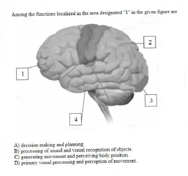 Among the functions localized in the area designated "1" in the given figure are
A) decision making and planning.
B) processing of sound and visual recognition of objects.
C) generating movement and perceiving body position.
D) primary visual processing and perception of movement.