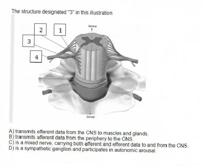 The structure designated "3" in this illustration
A) transmits efferent data from the CNS to muscles and glands.
B) transmits afferent data from the periphery to the CNS.
C) is a mixed nerve, carrying both afferent and efferent data to and from the CNS.
D) is a sympathetic ganglion and participates in autonomic arousal.