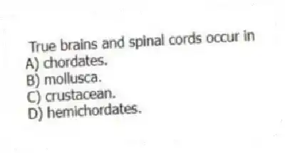 True brains and spinal cords occur in
A) chordates.
B) mollusca.
C) crustacean.
D) hemichordates.