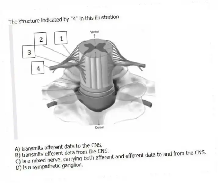The structure indicated by "4" in this illustration
A) transmits afferent data to the CNS.
B) transmits efferent data from the CNS.
C) is a mixed nerve, carrying both afferent and efferent data to and from the CNS.
D) is a sympathetic ganglion.