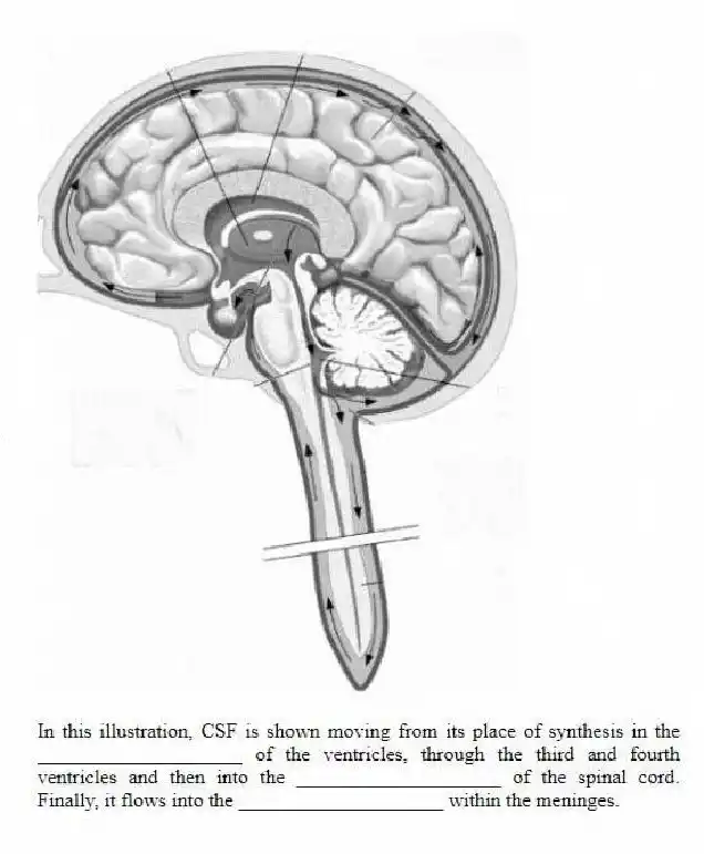 -In this illustration, CSF is shown moving from its place of synthesis in the ____________________ of the ventricles, through the third and fourth ventricles and then into the ____________________ of the spinal cord. Finally, it flows into the ____________________ within the meninges.