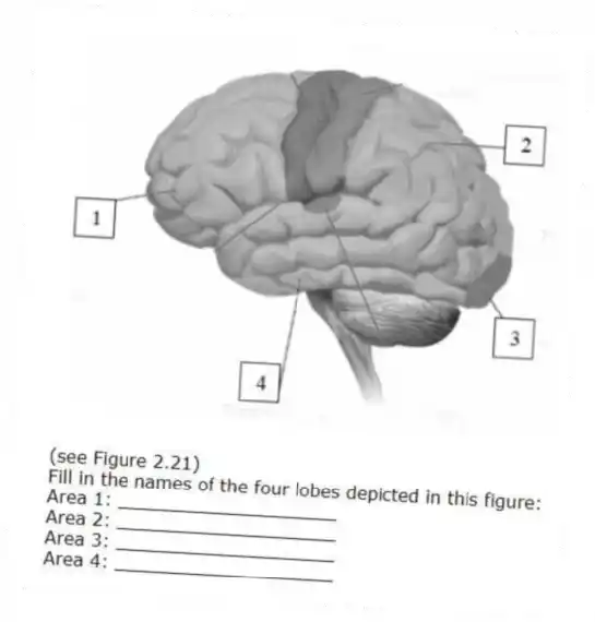 -(see Figure 2.21)
Fill in the names of the four lobes depicted in this figure:
Area 1: ____________________
Area 2: ____________________
Area 3: ____________________
Area 4: ____________________