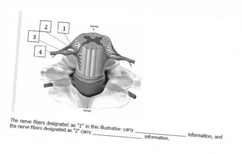 -The nerve fibers designated as "1" in this illustration carry ____________________ information, and the nerve fibers designated as "2" carry ____________________ information.