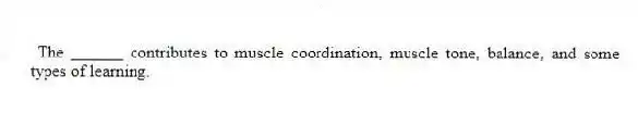 The ______ contributes to muscle coordination, muscle tone, balance, and some types of learning.