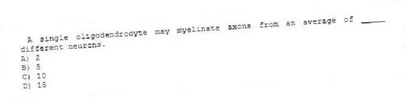  A single oligodendrocyte may myelinate axons from an average of _____ different neurons.
A) 2
B) 5
C) 10
D) 15