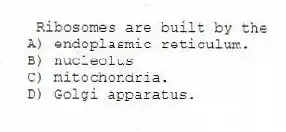 Ribosomes are built by the
A) endoplasmic reticulum.
B) nucleolus
C) mitochondria.
D) Golgi apparatus.