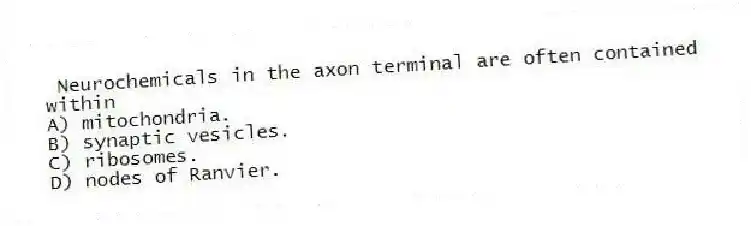 Neurochemicals in the axon terminal are often contained within
A) mitochondria.
B) synaptic vesicles.
C) ribosomes.
D) nodes of Ranvier.