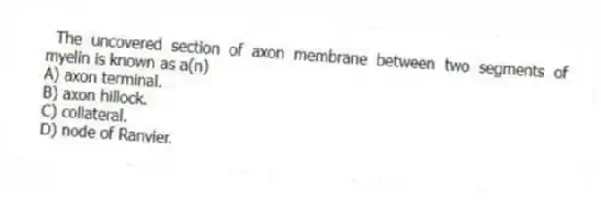 The uncovered section of axon membrane between two segments of myelin is known as a(n)
A) axon terminal.
B) axon hillock.
C) collateral.
D) node of Ranvier.