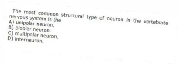  The most common structural type of neuron in the vertebrate nervous system is the
A) unipolar neuron.
B) bipolar neuron.
C) multipolar neuron.
D) interneuron.