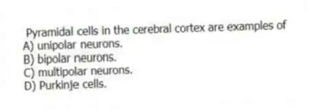 Pyramidal cells in the cerebral cortex are examples of
A) unipolar neurons.
B) bipolar neurons.
C) multipolar neurons.
D) Purkinje cells.