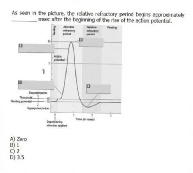 As seen in the picture, the relative refractory period begins approximately _________ msec after the beginning of the rise of the action potential.
A) Zero
B) 1
C) 2
D) 3.5