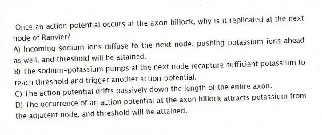 Once an action potential occurs at the axon hillock, why is it replicated at the next node of Ranvier?
A) Incoming sodium ions diffuse to the next node, pushing potassium ions ahead as well, and threshold will be attained.
B) The sodium-potassium pumps at the next node recapture sufficient potassium to reach threshold and trigger another action potential.
C) The action potential drifts passively down the length of the entire axon.
D) The occurrence of an action potential at the axon hillock attracts potassium from the adjacent node, and threshold will be attained.