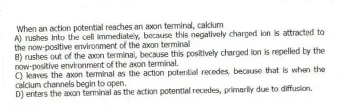  When an action potential reaches an axon terminal, calcium
A) rushes into the cell immediately, because this negatively charged ion is attracted to the now-positive environment of the axon terminal
B) rushes out of the axon terminal, because this positively charged ion is repelled by the now-positive environment of the axon terminal.
C) leaves the axon terminal as the action potential recedes, because that is when the calcium channels begin to open.
D) enters the axon terminal as the action potential recedes, primarily due to diffusion.