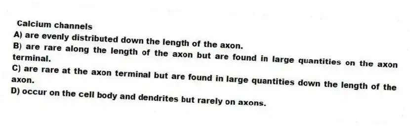  Calcium channels
A) are evenly distributed down the length of the axon.
B) are rare along the length of the axon but are found in large quantities on the axon terminal.
C) are rare at the axon terminal but are found in large quantities down the length of the axon.
D) occur on the cell body and dendrites but rarely on axons.
