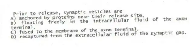 Prior to release, synaptic vesicles are
A) anchored by proteins near their release site.
B) floating freely in the intracellular fluid of the axon terminal.
C) fused to the membrane of the axon terminal.
D) recaptured from the extracellular fluid of the synaptic gap.
