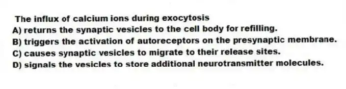 The influx of calcium ions during exocytosis
A) returns the synaptic vesicles to the cell body for refilling.
B) triggers the activation of autoreceptors on the presynaptic membrane.
C) causes synaptic vesicles to migrate to their release sites.
D) signals the vesicles to store additional neurotransmitter molecules.