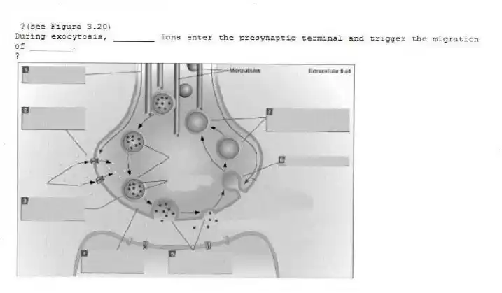 ?(see Figure 3.20)
During exocytosis, ________ ions enter the presynaptic terminal and trigger the migration of ________.
?