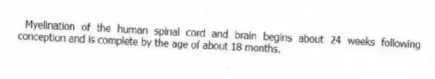 Myelination of the human spinal cord and brain begins about 24 weeks following conception and is complete by the age of about 18 months.