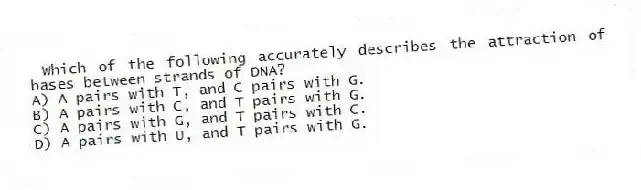 Which of the following accurately describes the attraction of bases between strands of DNA?
A) A pairs with T, and C pairs with G.
B) A pairs with C, and T pairs with G.
C) A pairs with G, and T pairs with C.
D) A pairs with U, and T pairs with G.