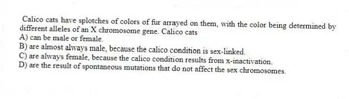 Calico cats have splotches of colors of fur arrayed on them, with the color being determined by different alleles of an X chromosome gene. Calico cats
A) can be male or female.
B) are almost always male, because the calico condition is sex-linked.
C) are always female, because the calico condition results from x-inactivation.
D) are the result of spontaneous mutations that do not affect the sex chromosomes.