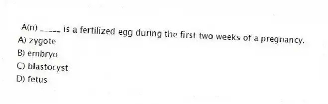 A(n) _____ is a fertilized egg during the first two weeks of a pregnancy.
A) zygote
B) embryo
C) blastocyst
D) fetus